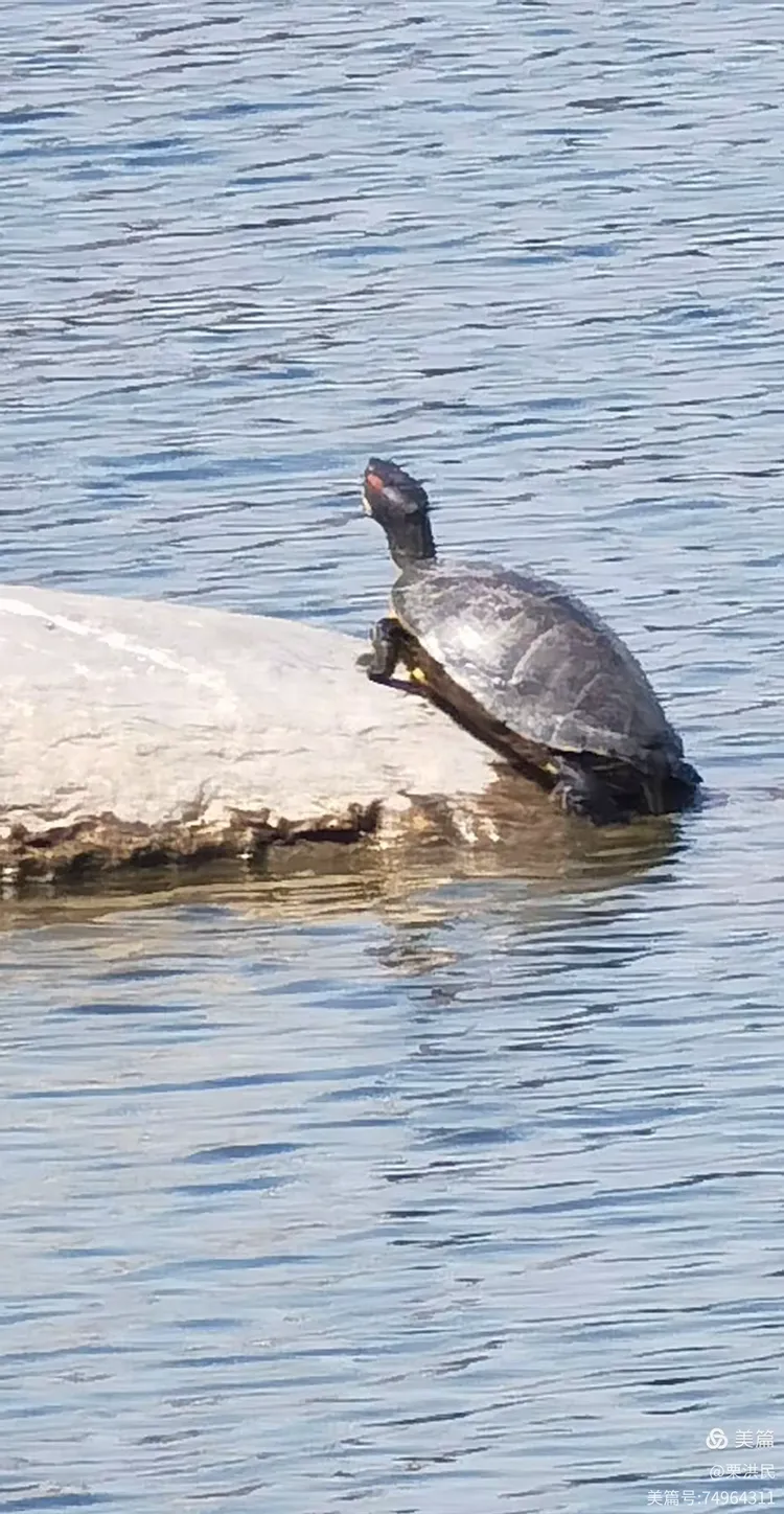 归途之水，梦中的启示——大乌龟游弋下的心灵归航